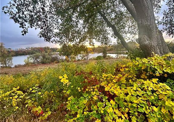 40-ivy-crescent-paris-ontario-40814394