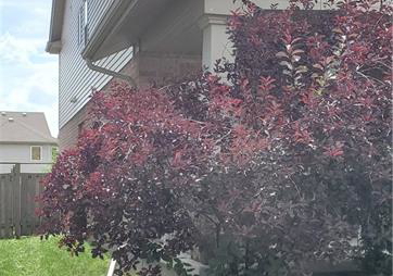 119-harding-street-kitchener-ontario-40852851